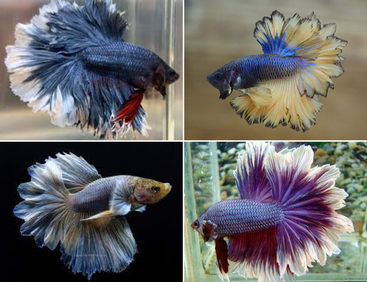 Assorted Feathertail Male