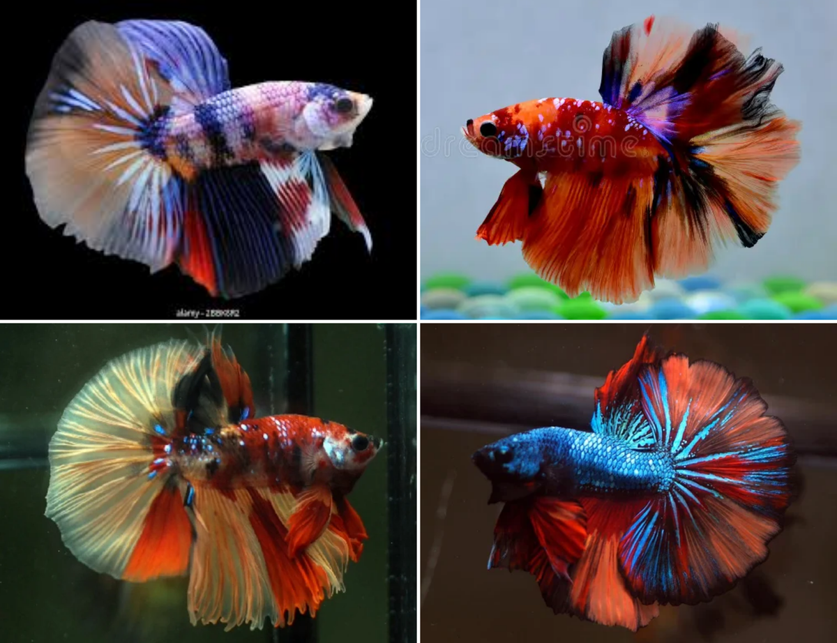 Assorted Nemo Candy Halfmoon Male