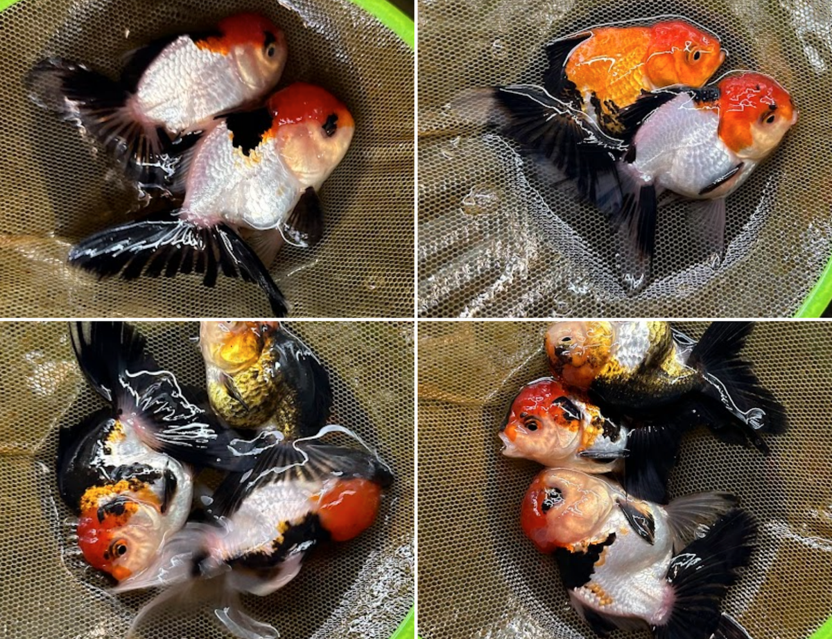 Assorted Fancy Oranda