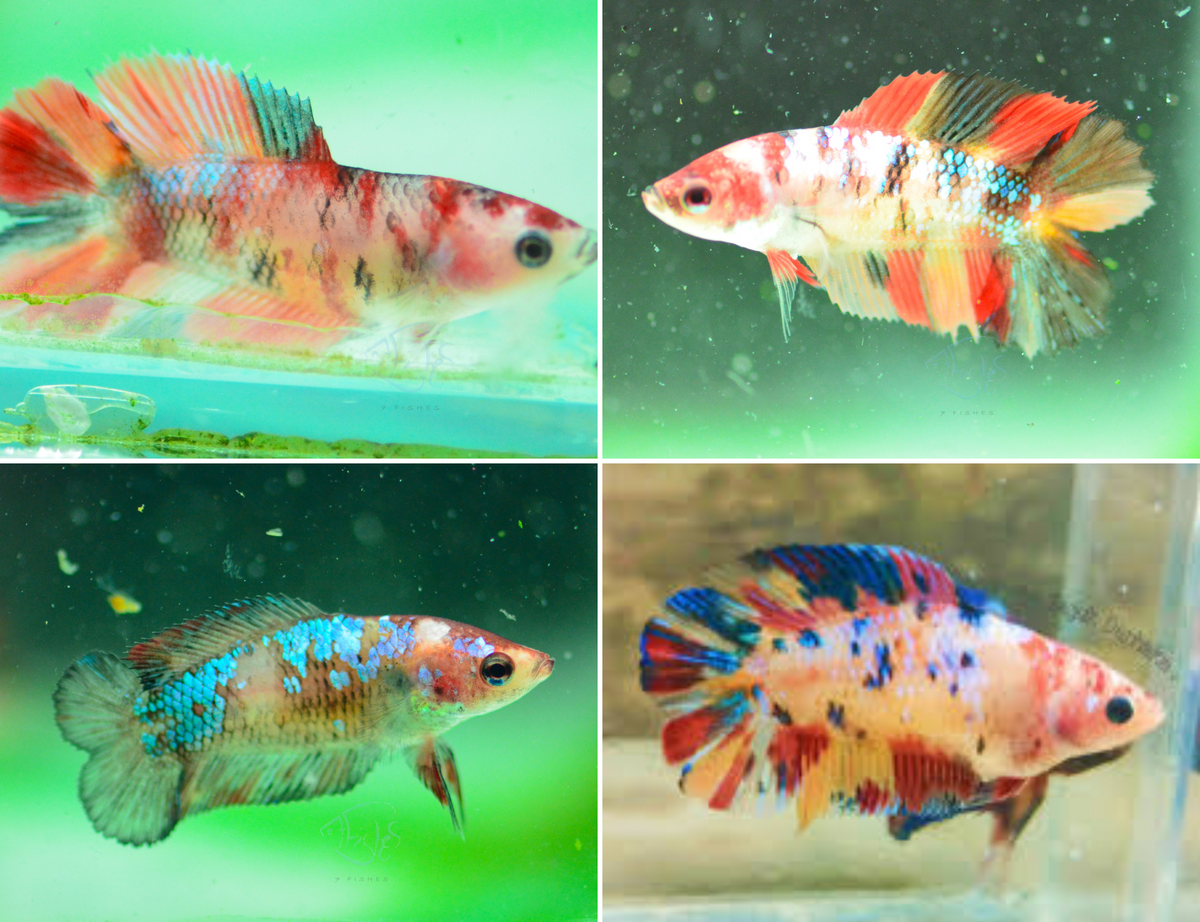 Assorted  Koi/Nemo DTPK Female