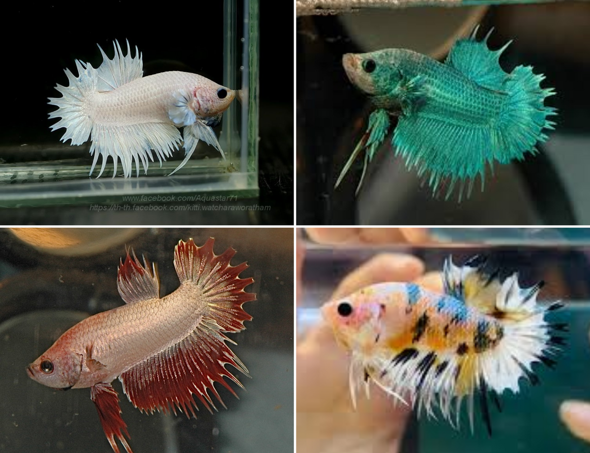 Assorted Crowntail Plakat Male