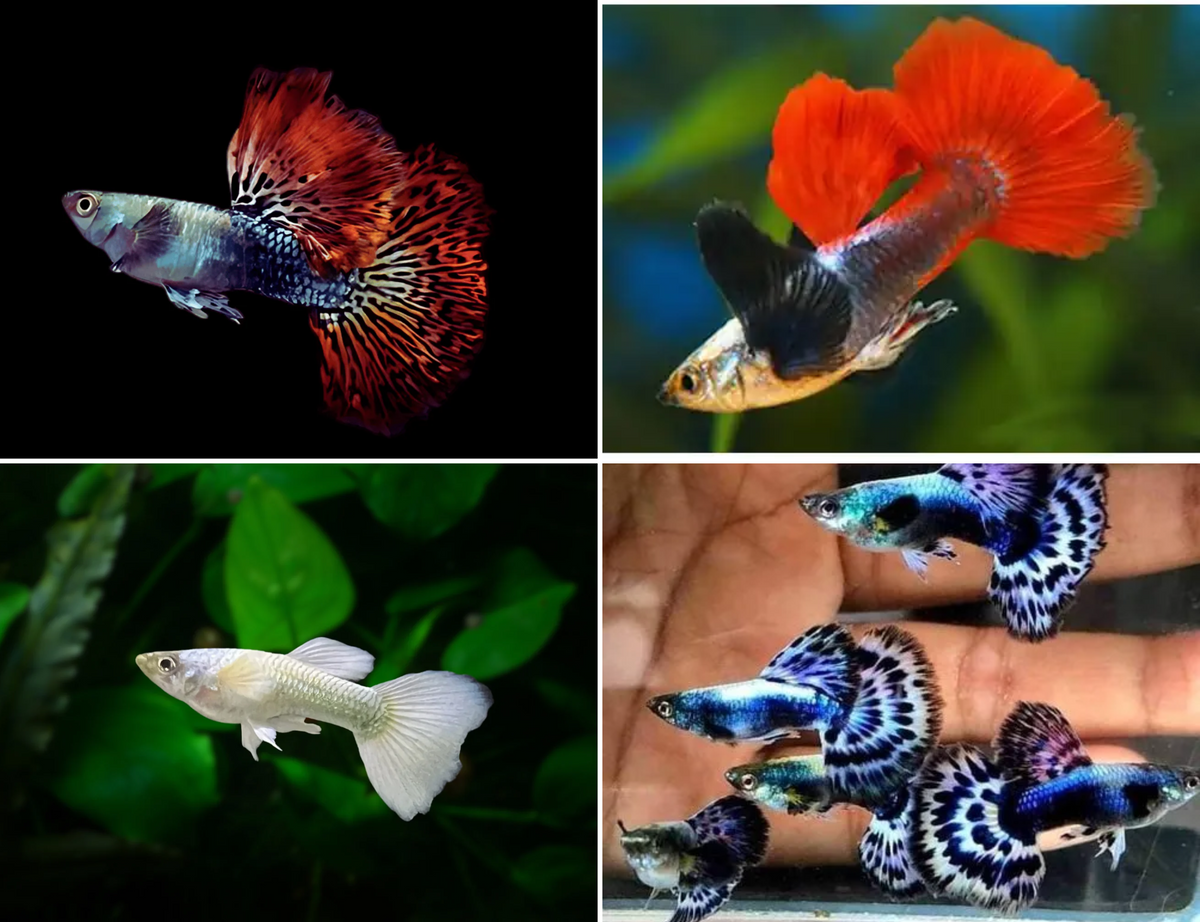 Assorted Dumbo Guppy Male