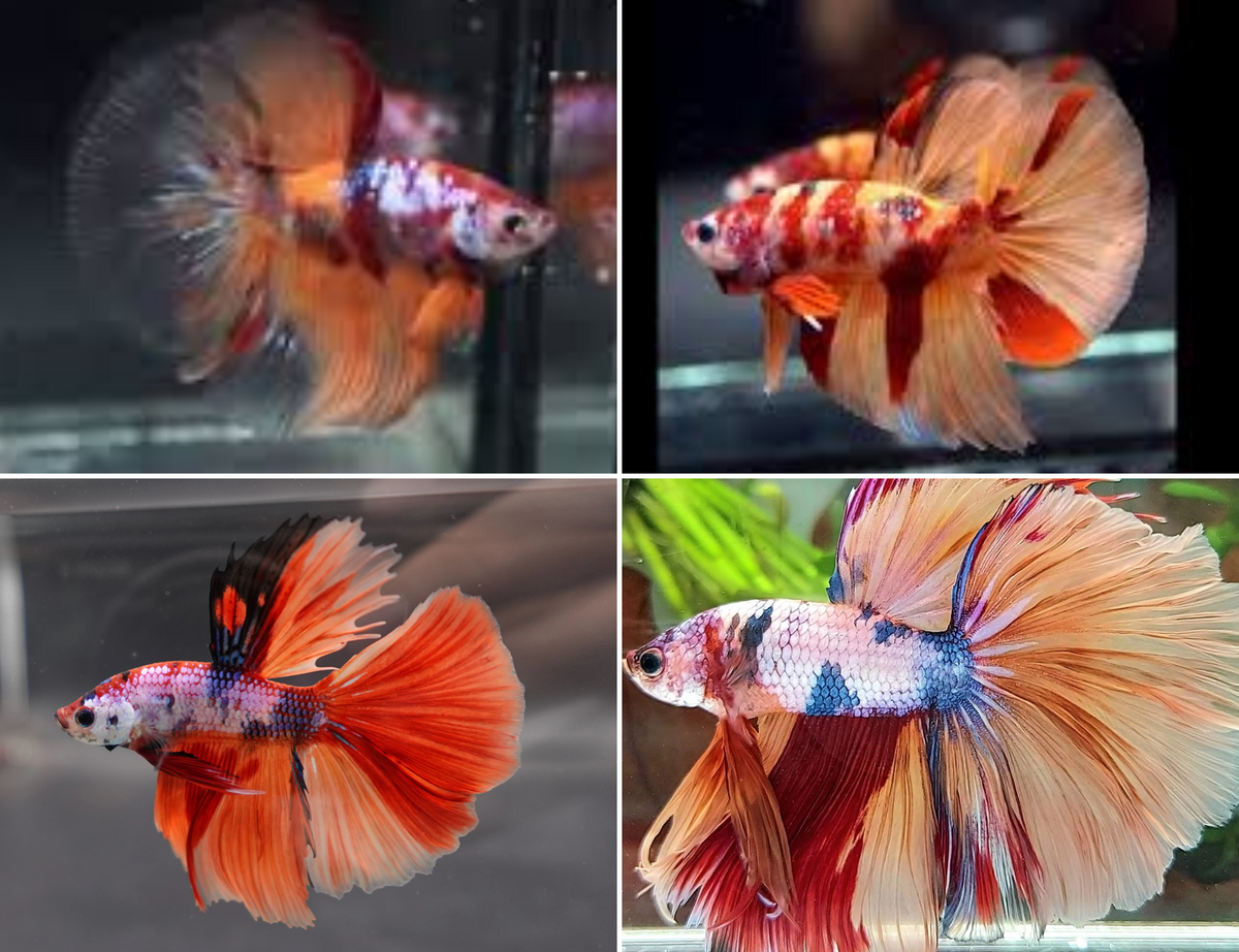 Assorted Multicolour Giant Delta-tail Male