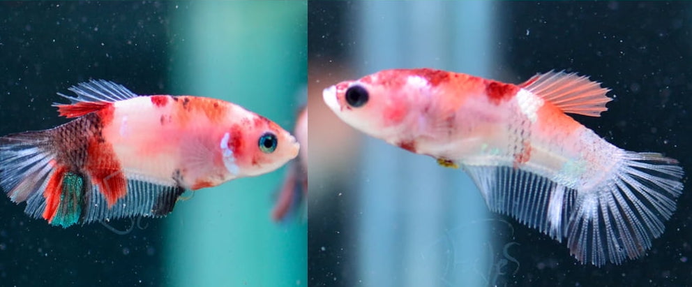 Assorted Dalmatian/Classic Koi HMPK Female