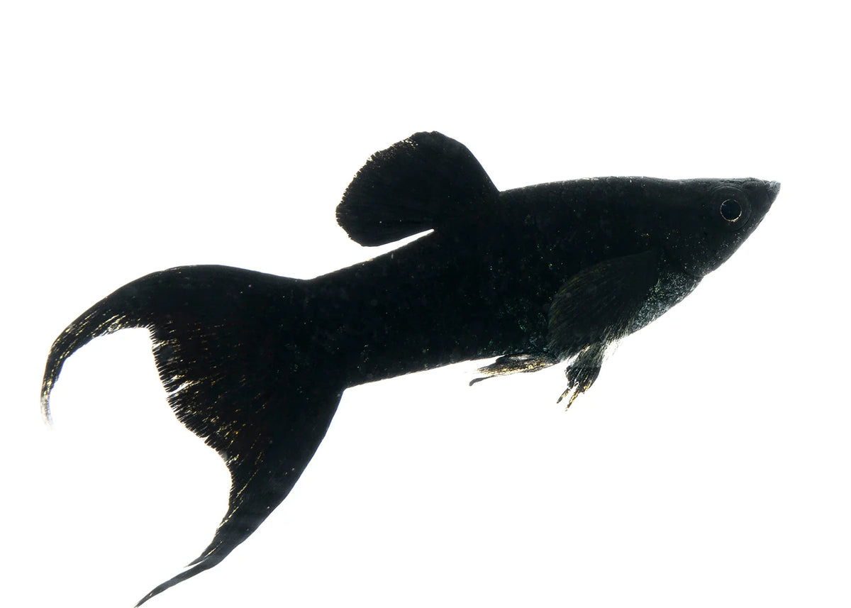 Black Lyretail Molly
