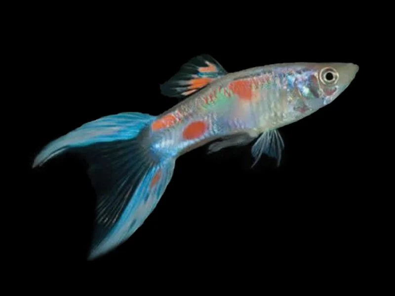 Blue Scissortail Guppy Male