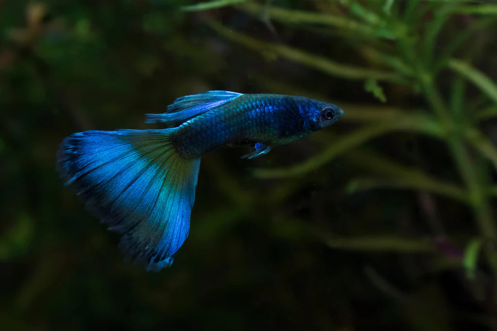 Moscow Blue Guppy Male