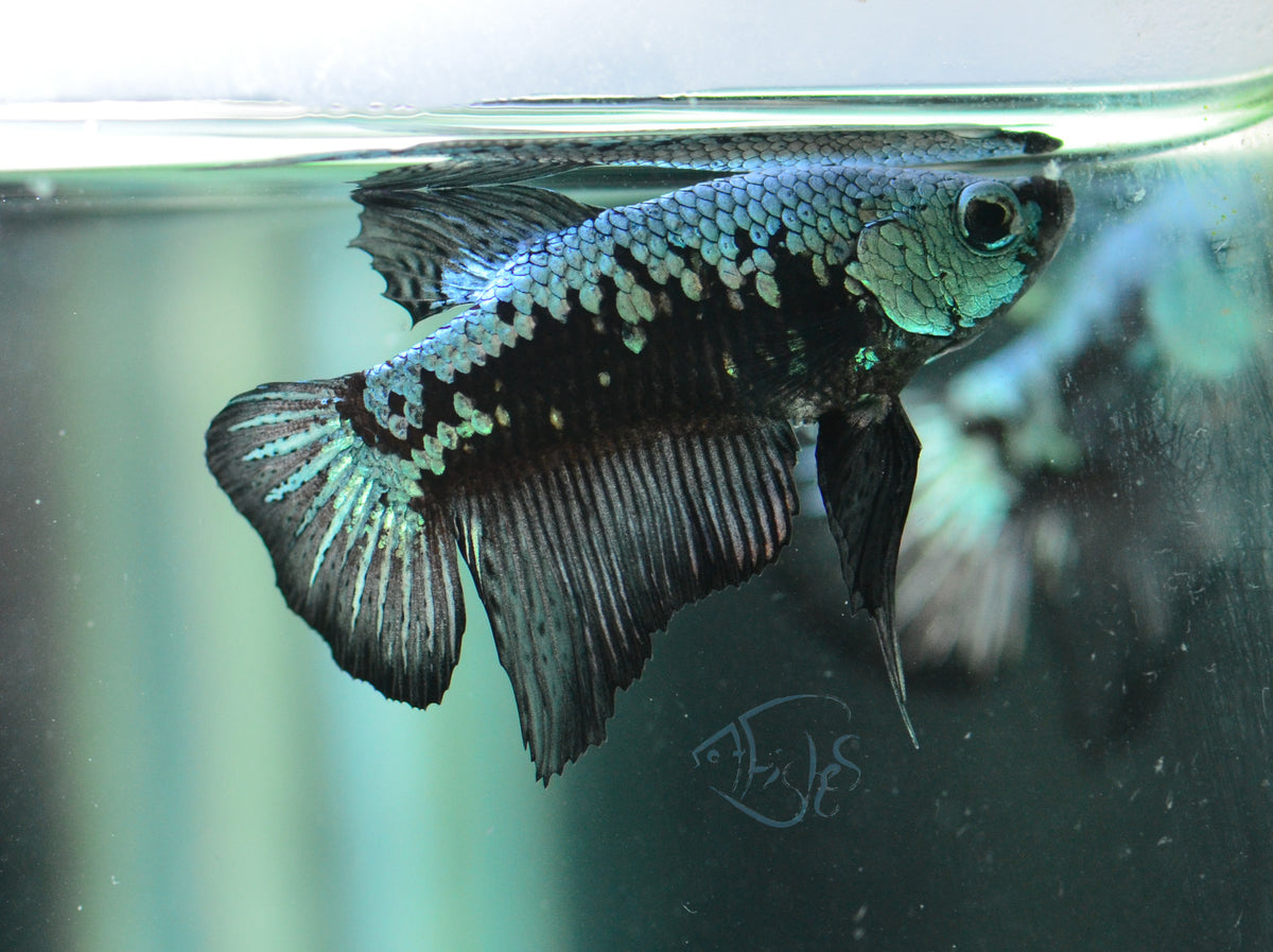 Black Samurai HMPK Male