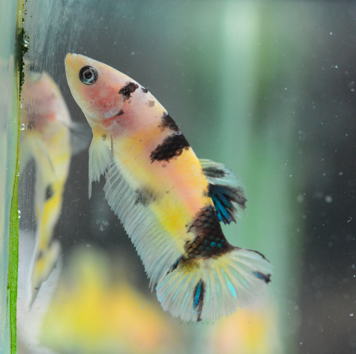 Koi HMPK Female