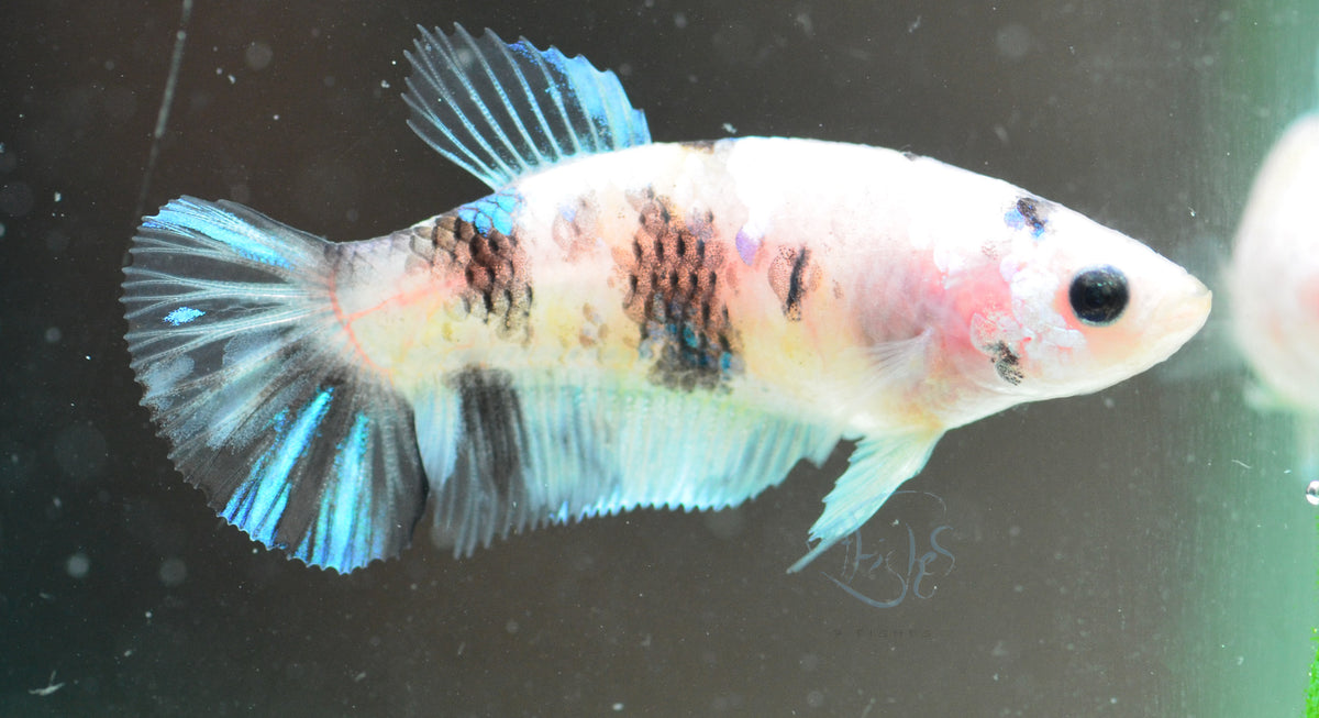 Koi HMPK Female