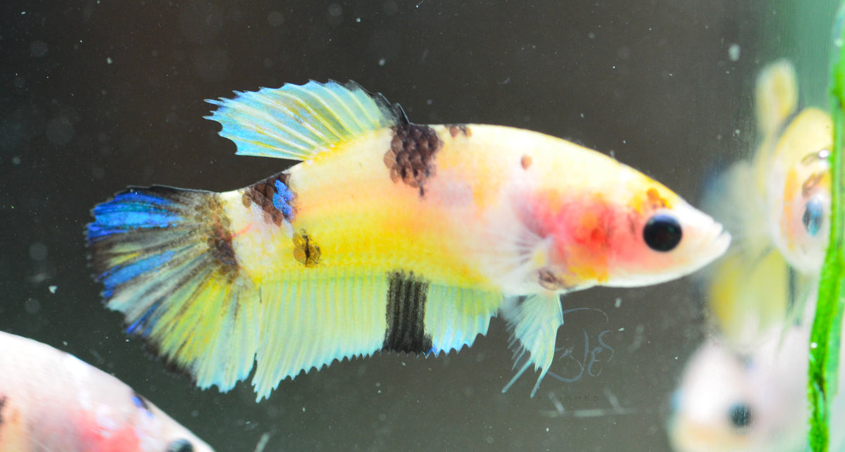 Koi HMPK Female