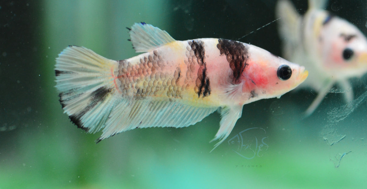 Koi HMPK Female
