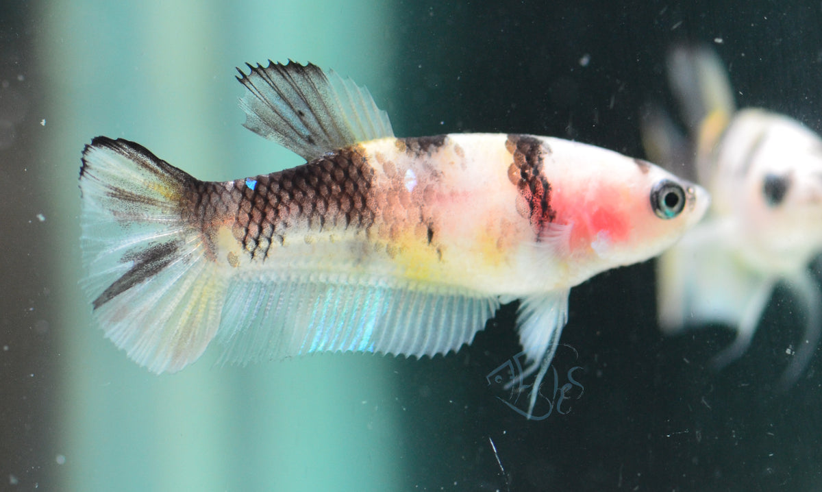 Koi HMPK Female