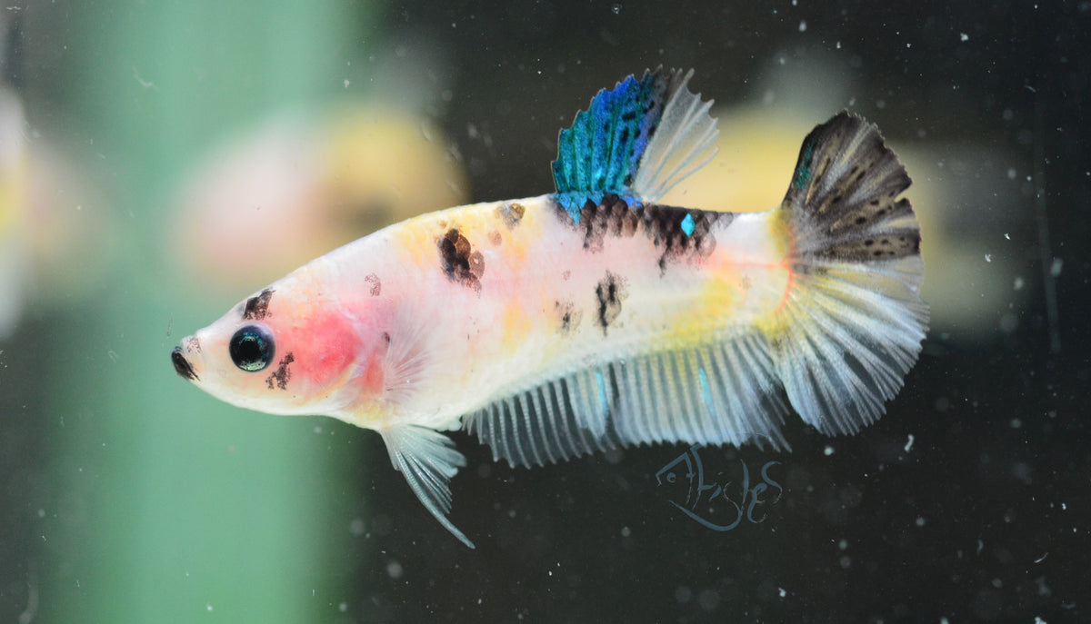 Koi HMPK Female