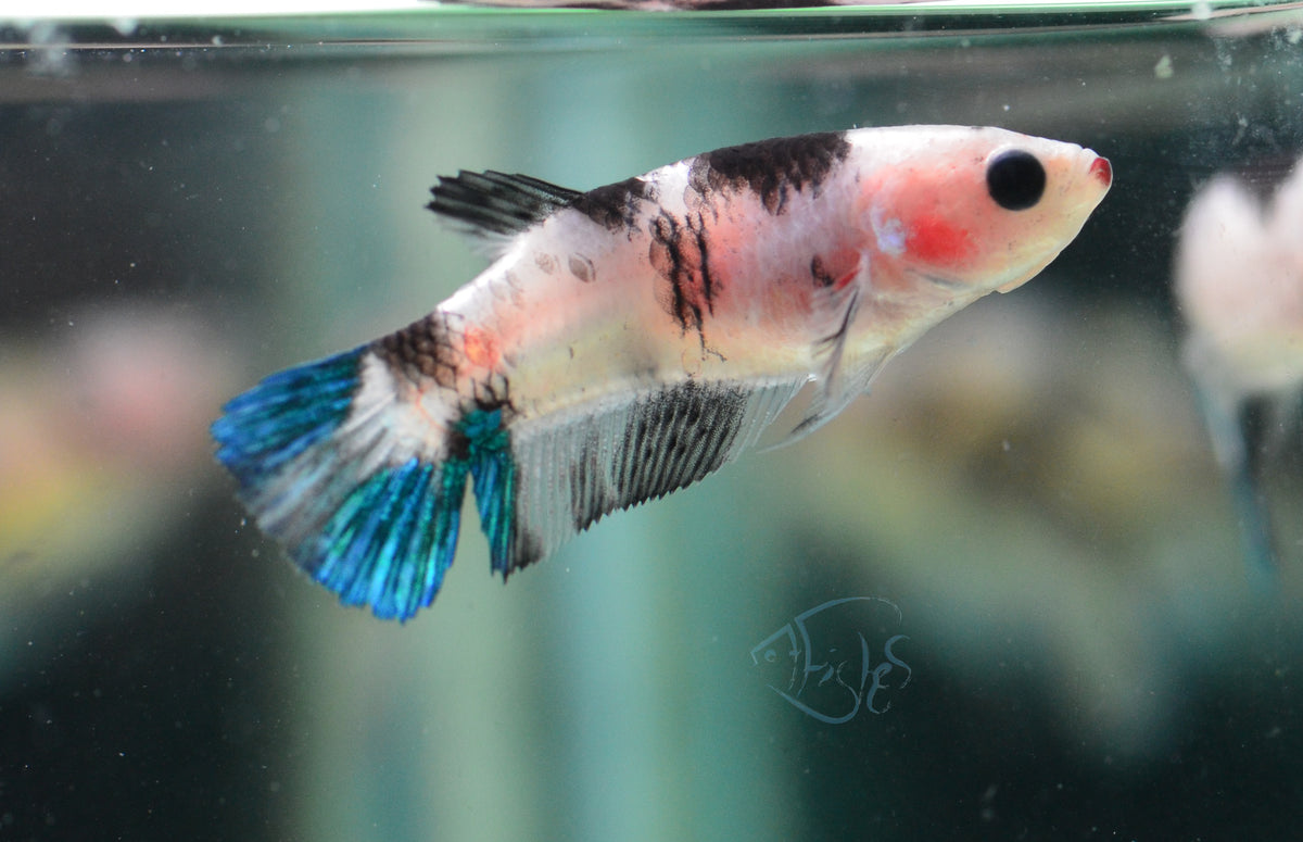 Koi HMPK Female