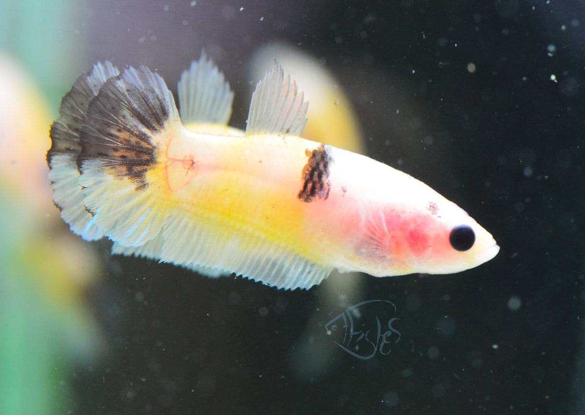 Koi HMPK Female