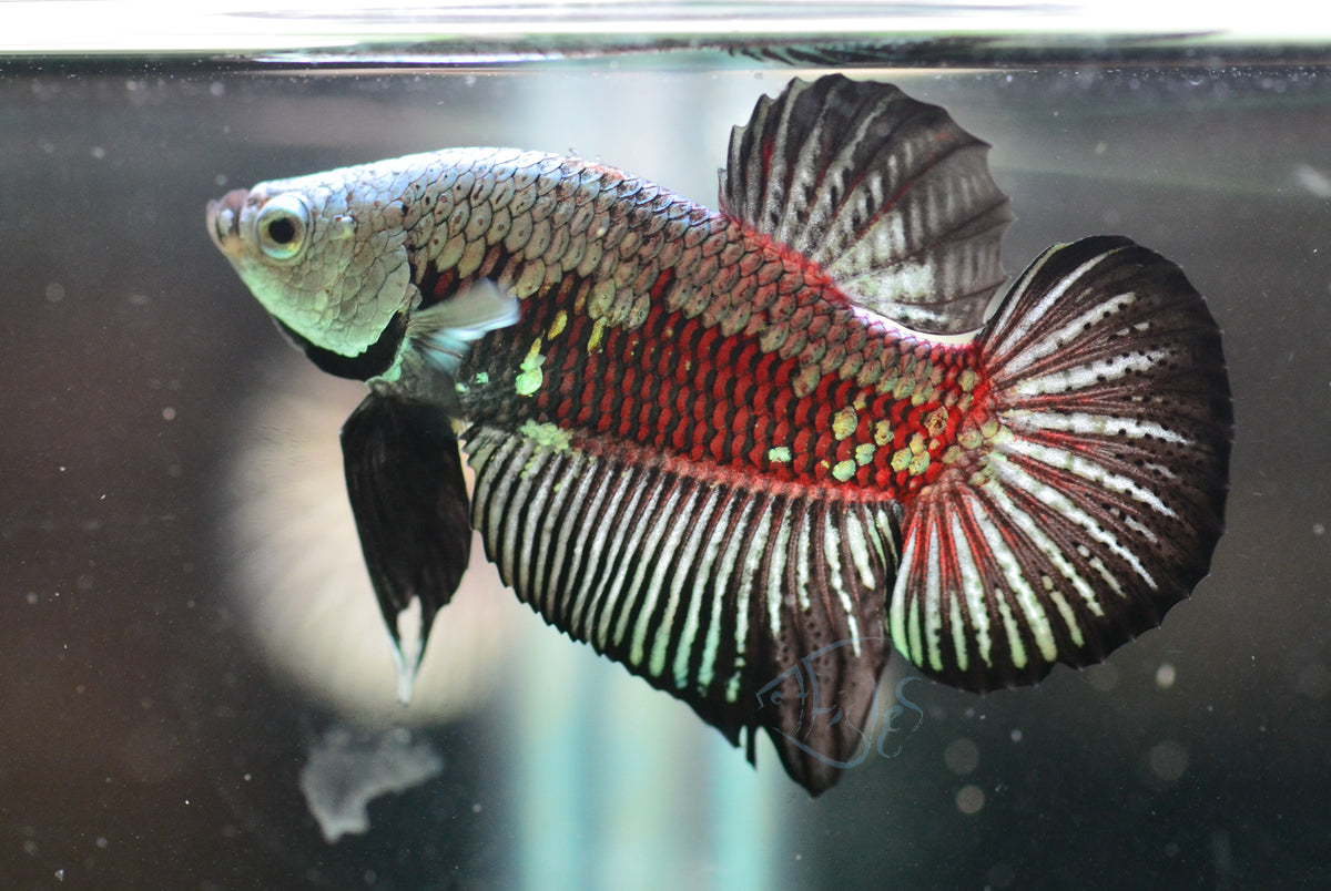 Black Samurai HMPK Male
