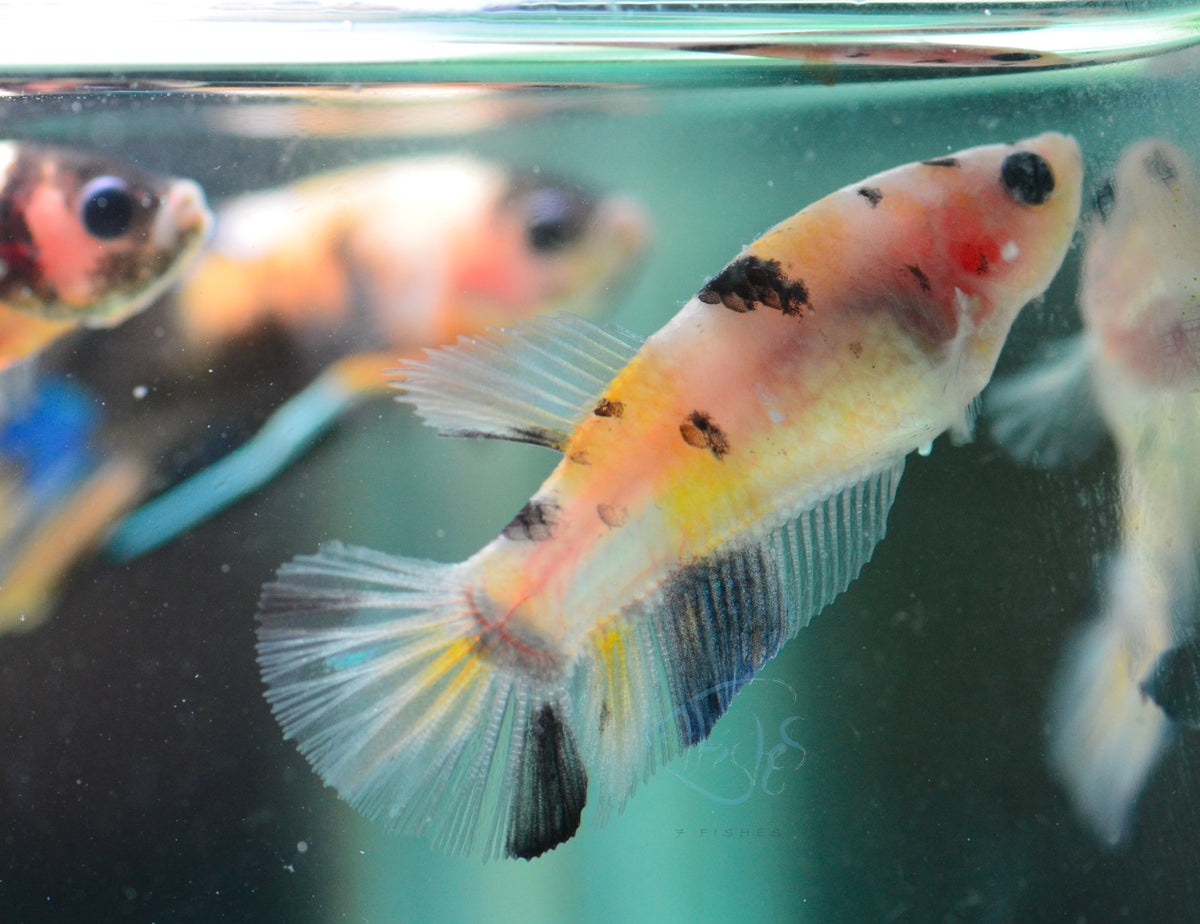 Koi HMPK Female