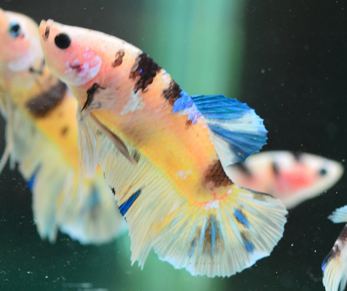Yellow Koi HMPK Male
