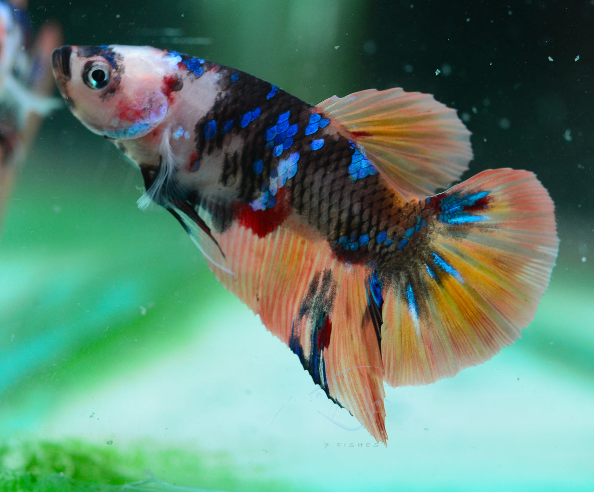 Orange Koi HMPK Male