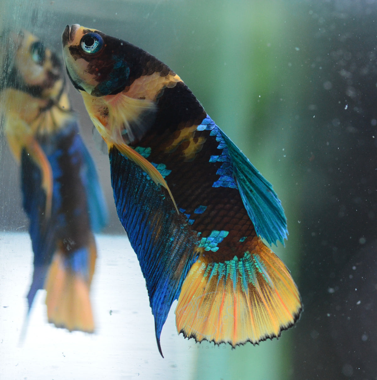 Yellow Koi HMPK Male