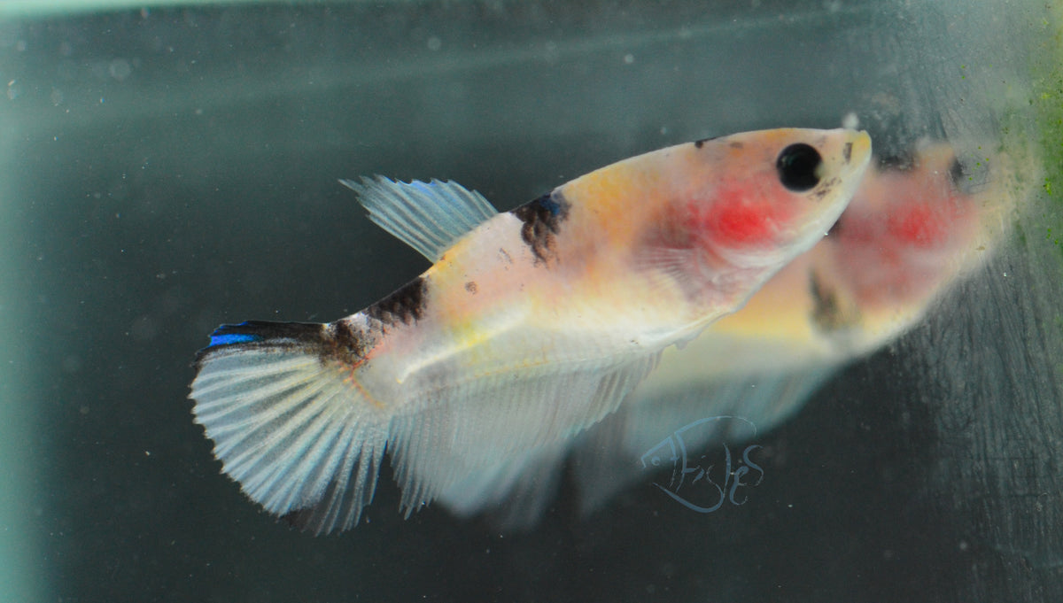 Koi HMPK Female
