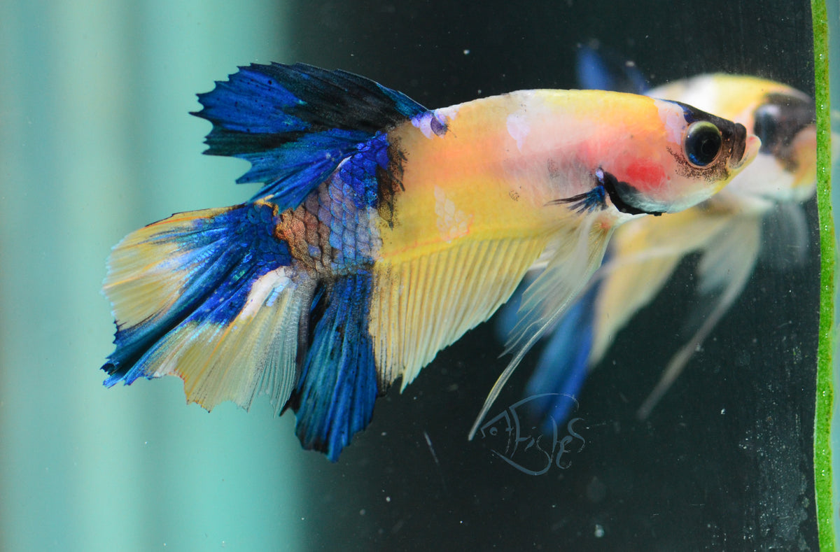 Yellow Koi HMPK Male