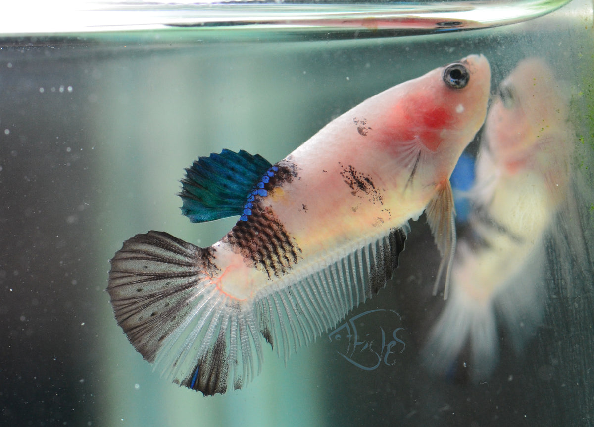 Koi HMPK Female