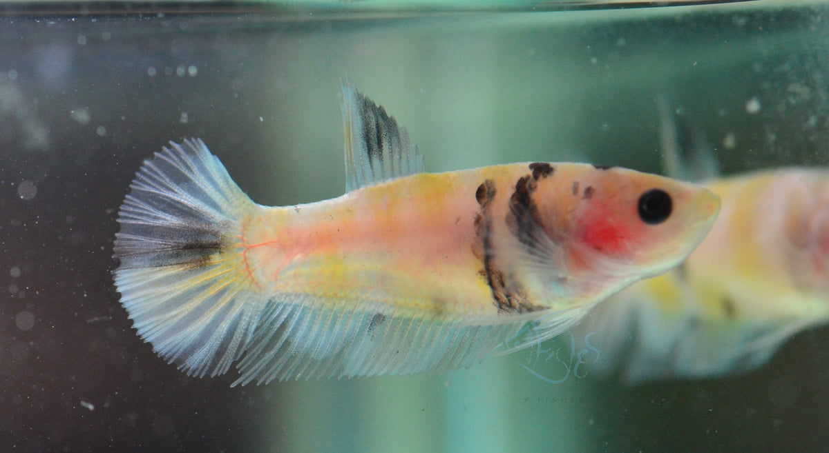 Koi HMPK Female