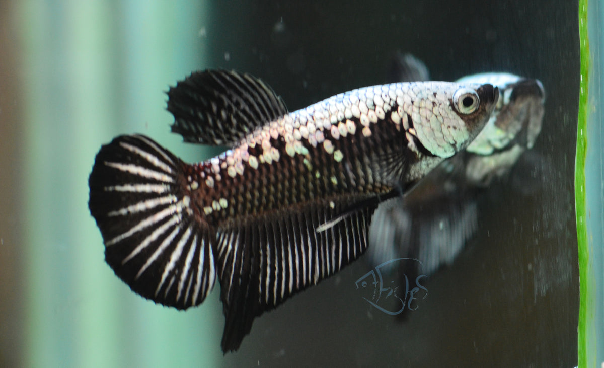 Black Samurai HMPK Male