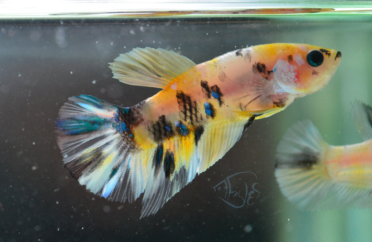 Yellow Koi HMPK Male