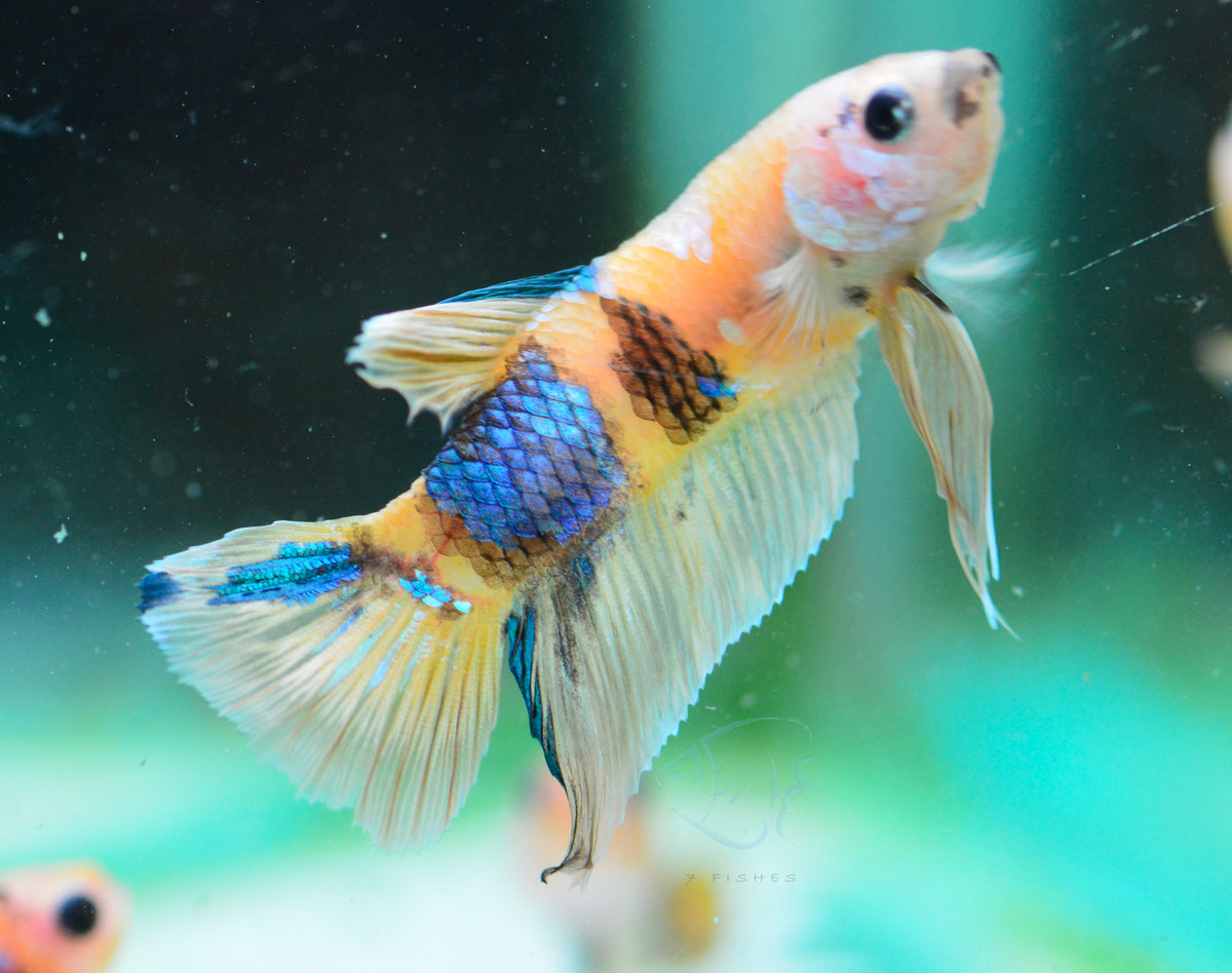 Yellow Koi HMPK Male