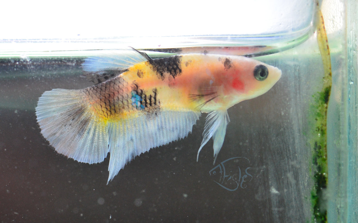Koi HMPK Female
