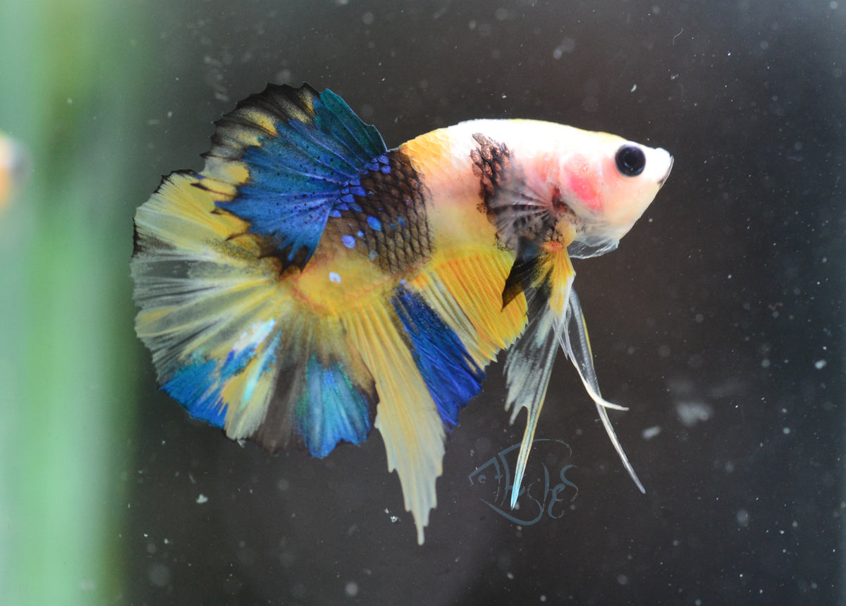 Yellow Koi HMPK Male
