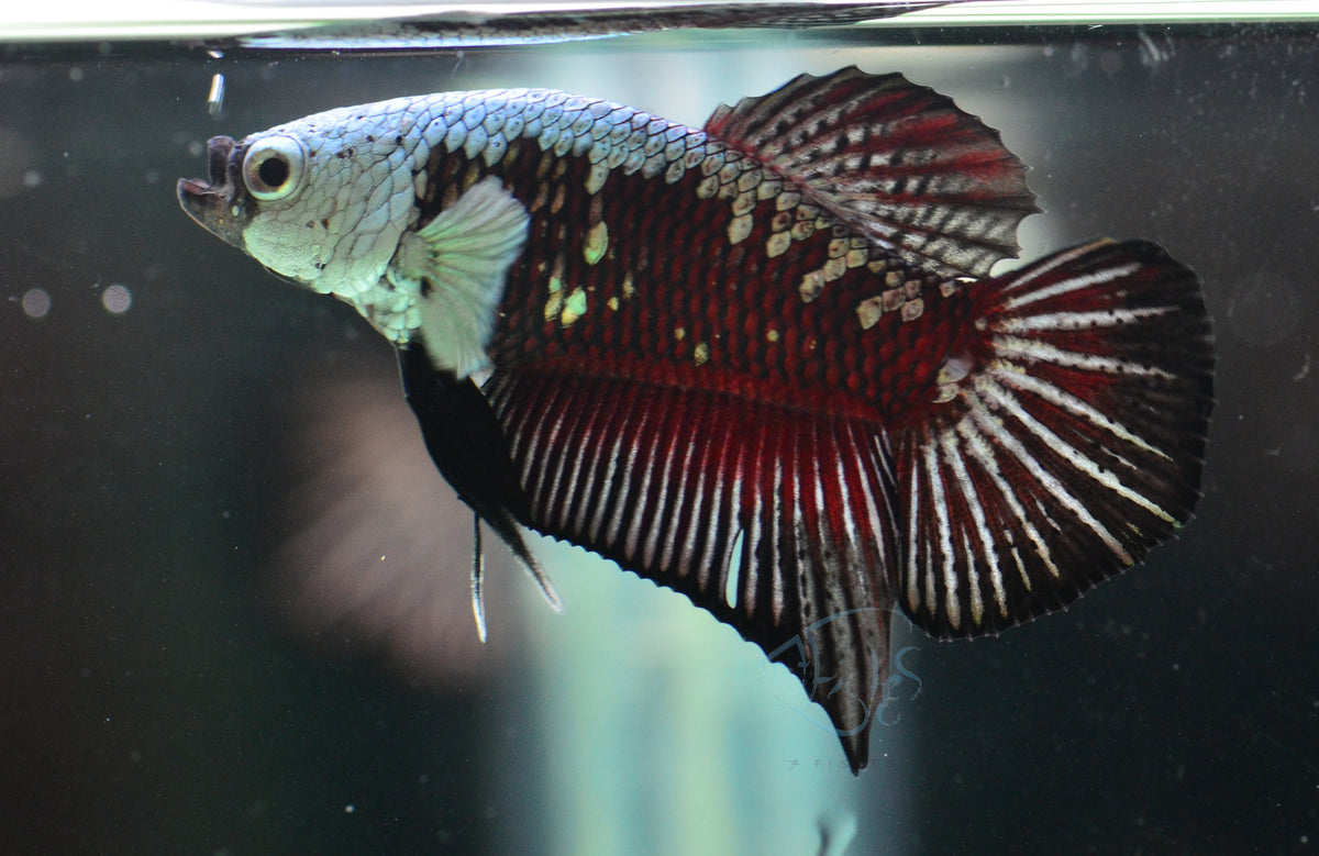 Black Samurai HMPK Male