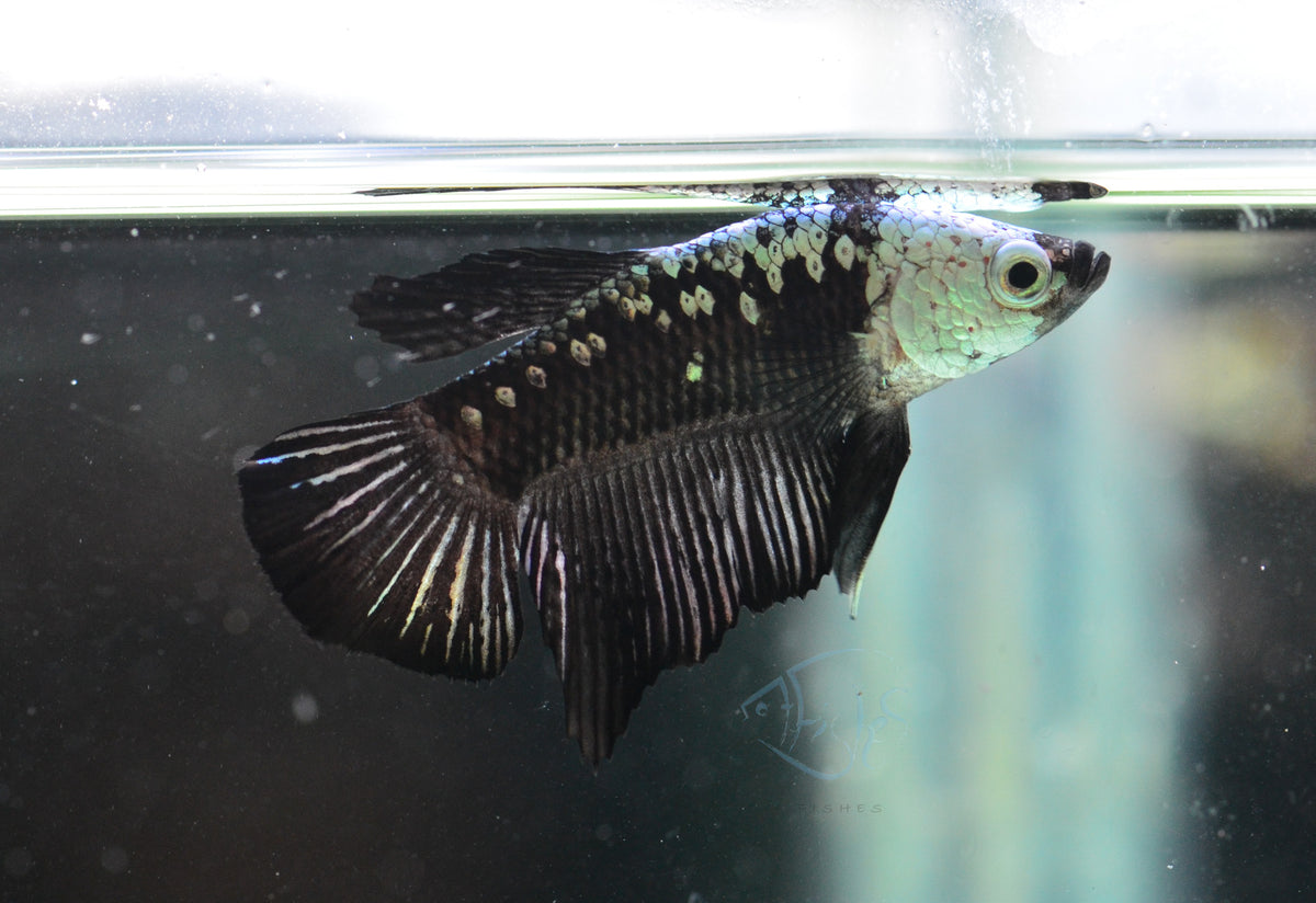 Black Samurai HMPK Male