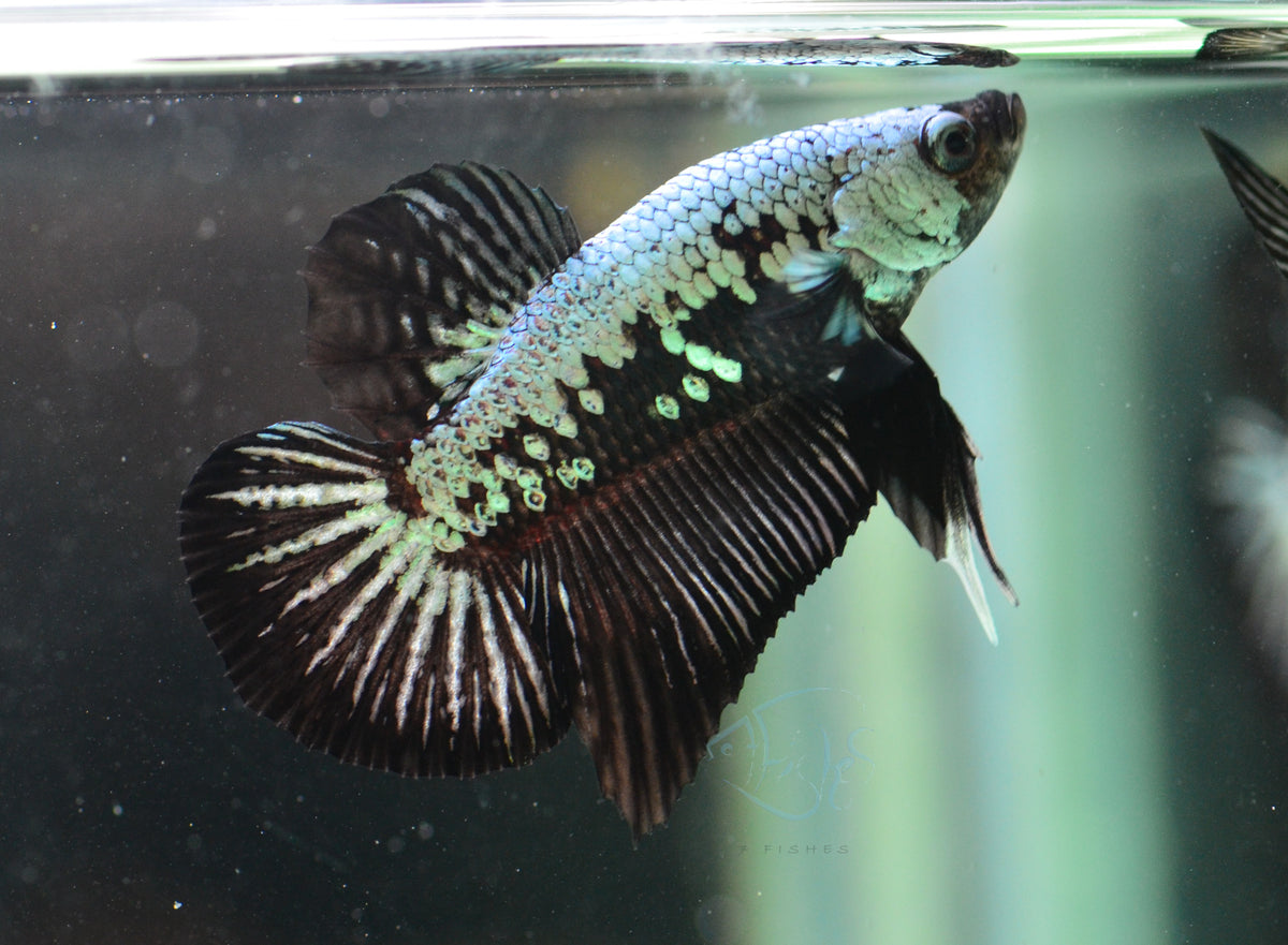 Black Samurai HMPK Male