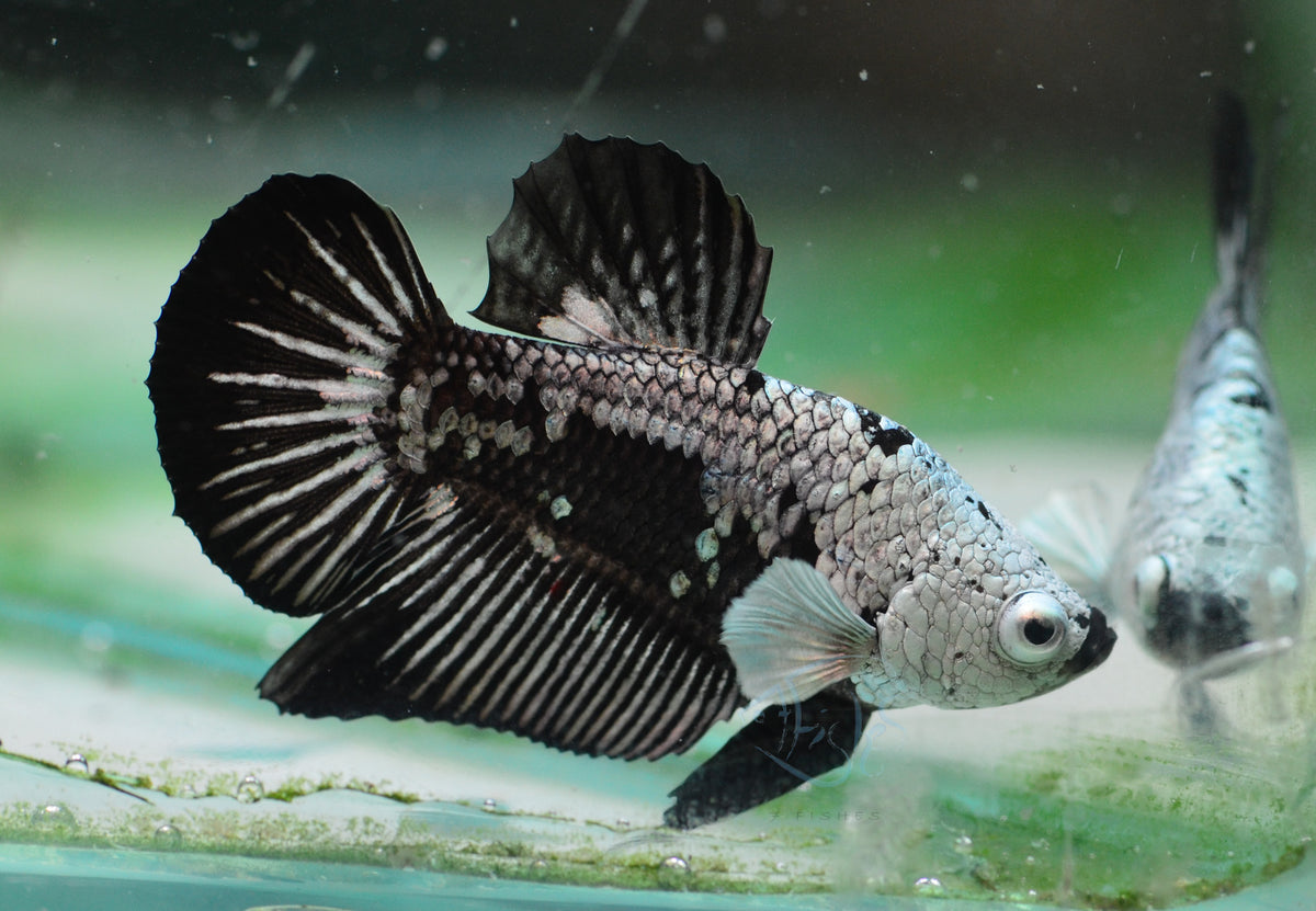Black Samurai HMPK Male