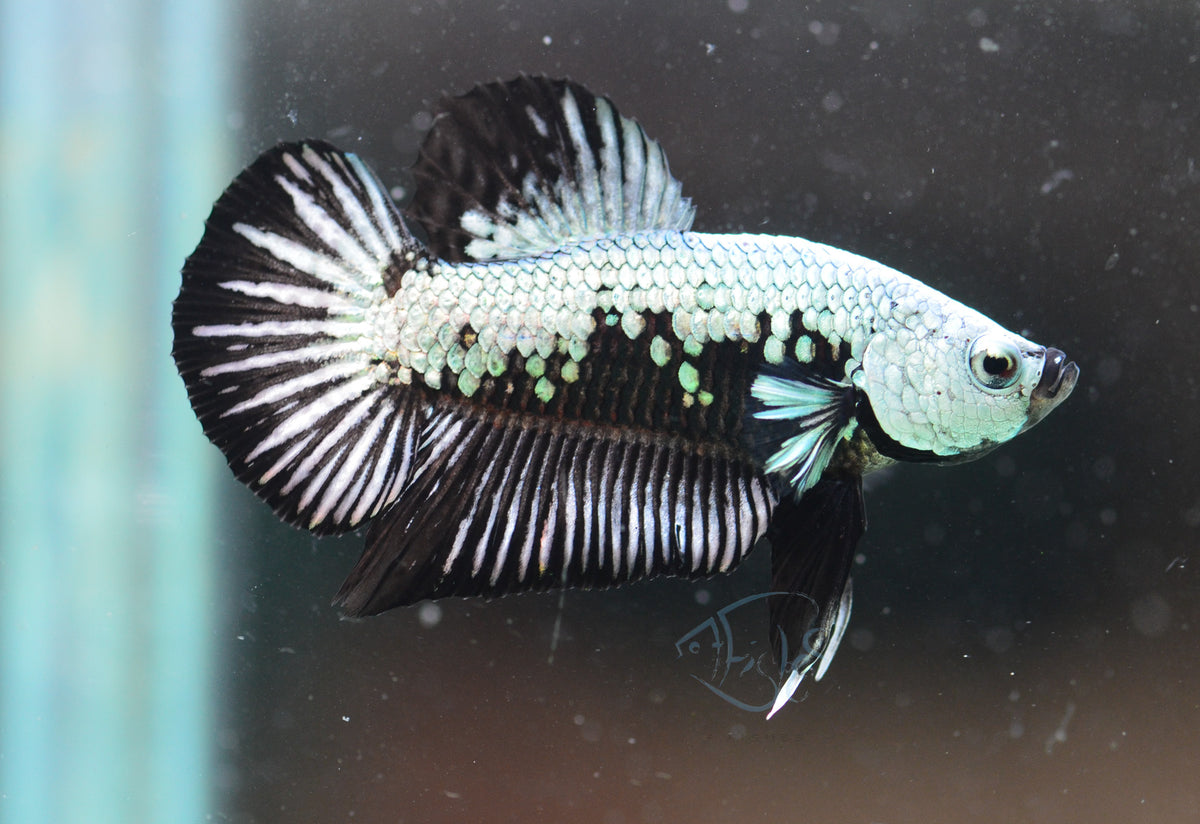 Black Samurai HMPK Male