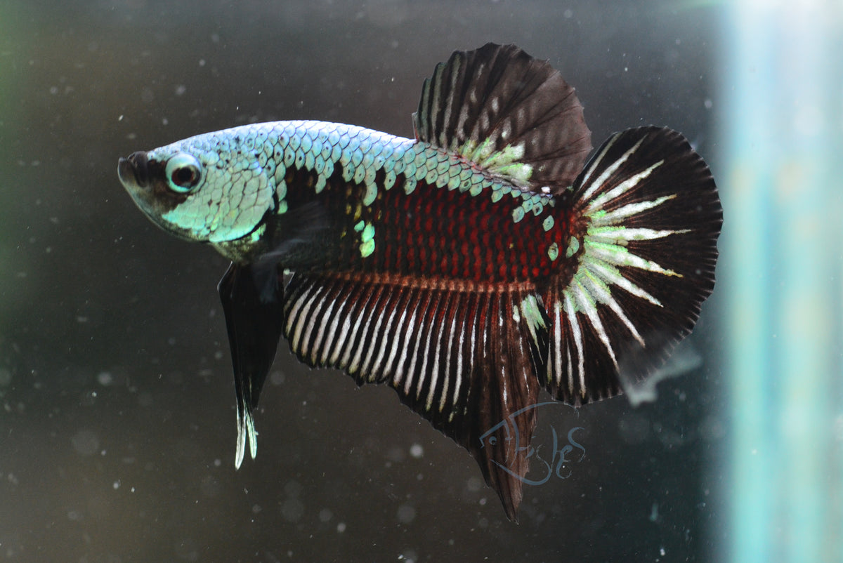 Black Samurai HMPK Male