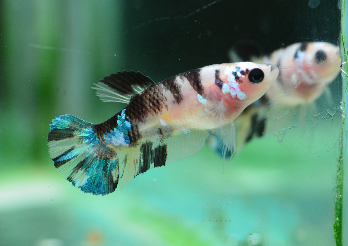Koi HMPK Female