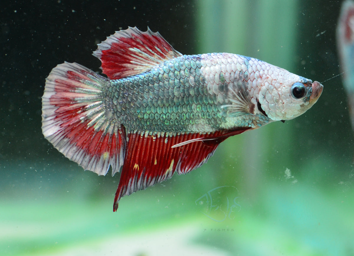 Copper Fancy HMPK Male