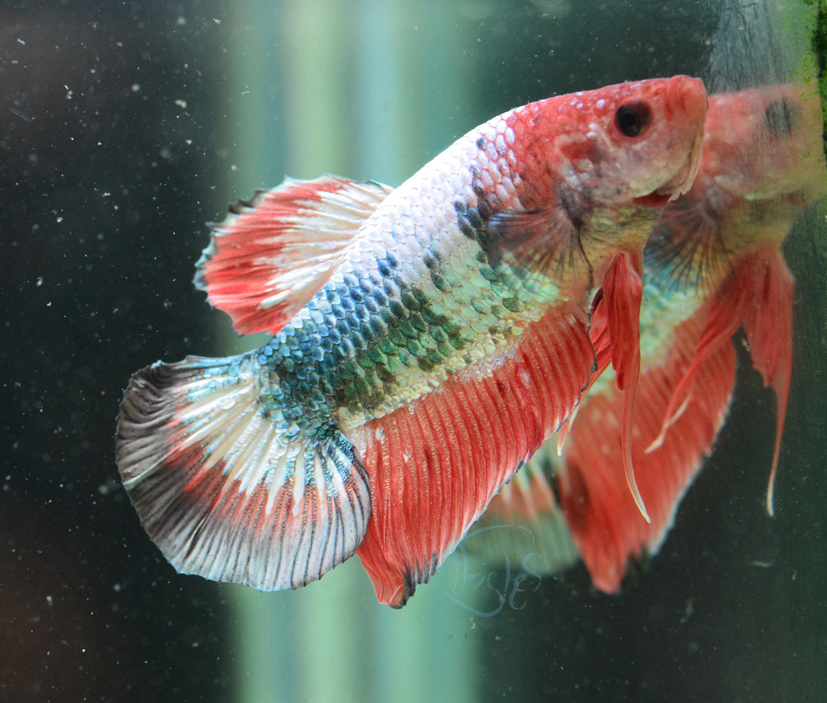 Copper Fancy HMPK Male