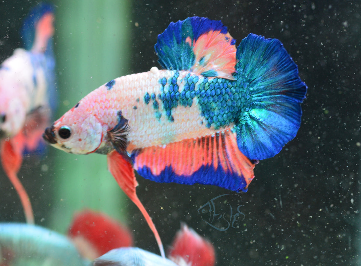 Fancy HMPK Male