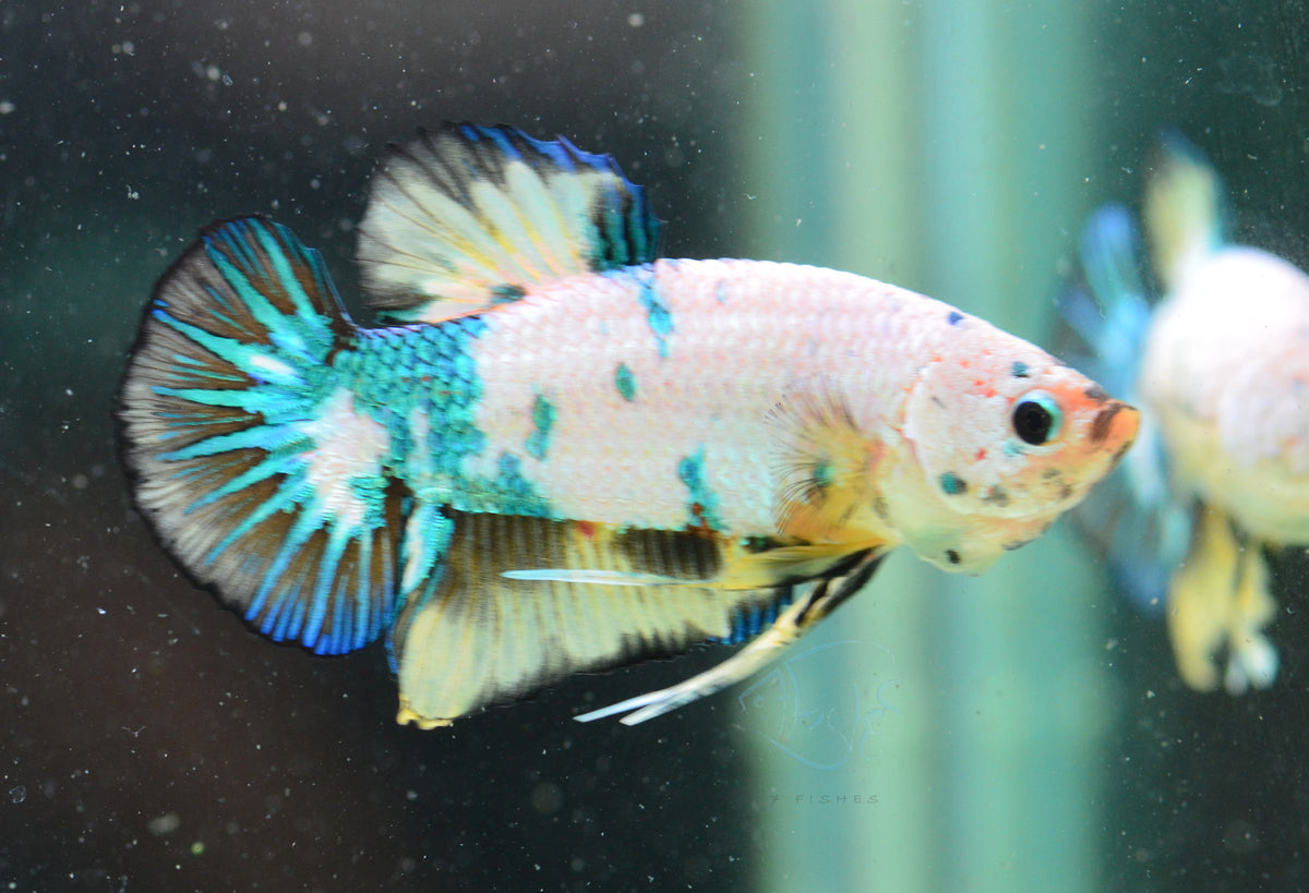Fancy HMPK Male