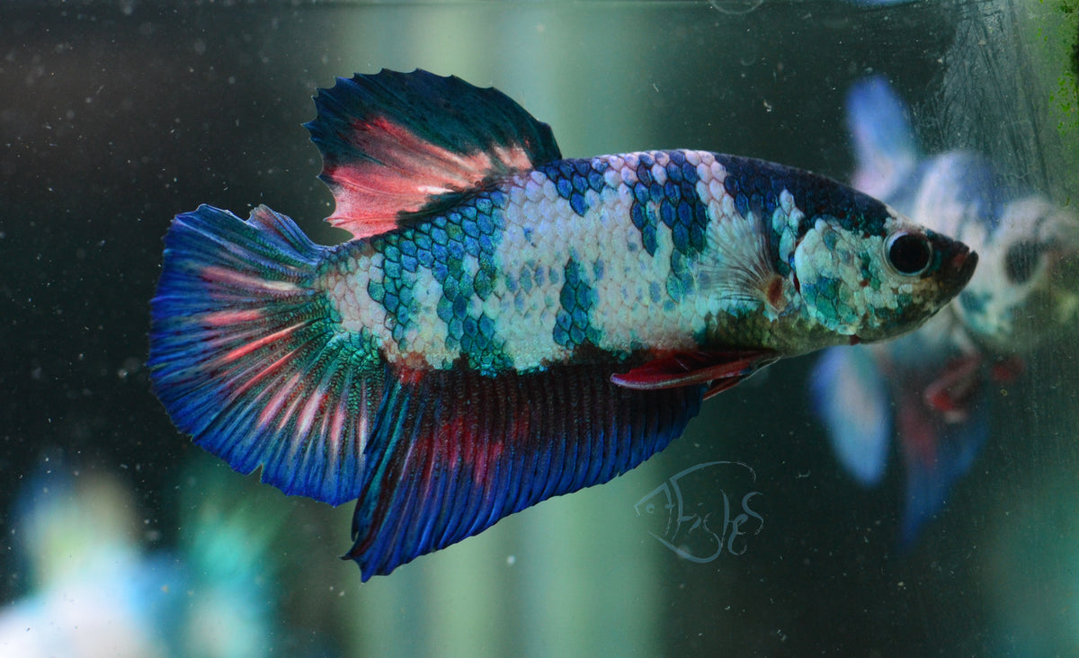 Blue Marble HMPK Male