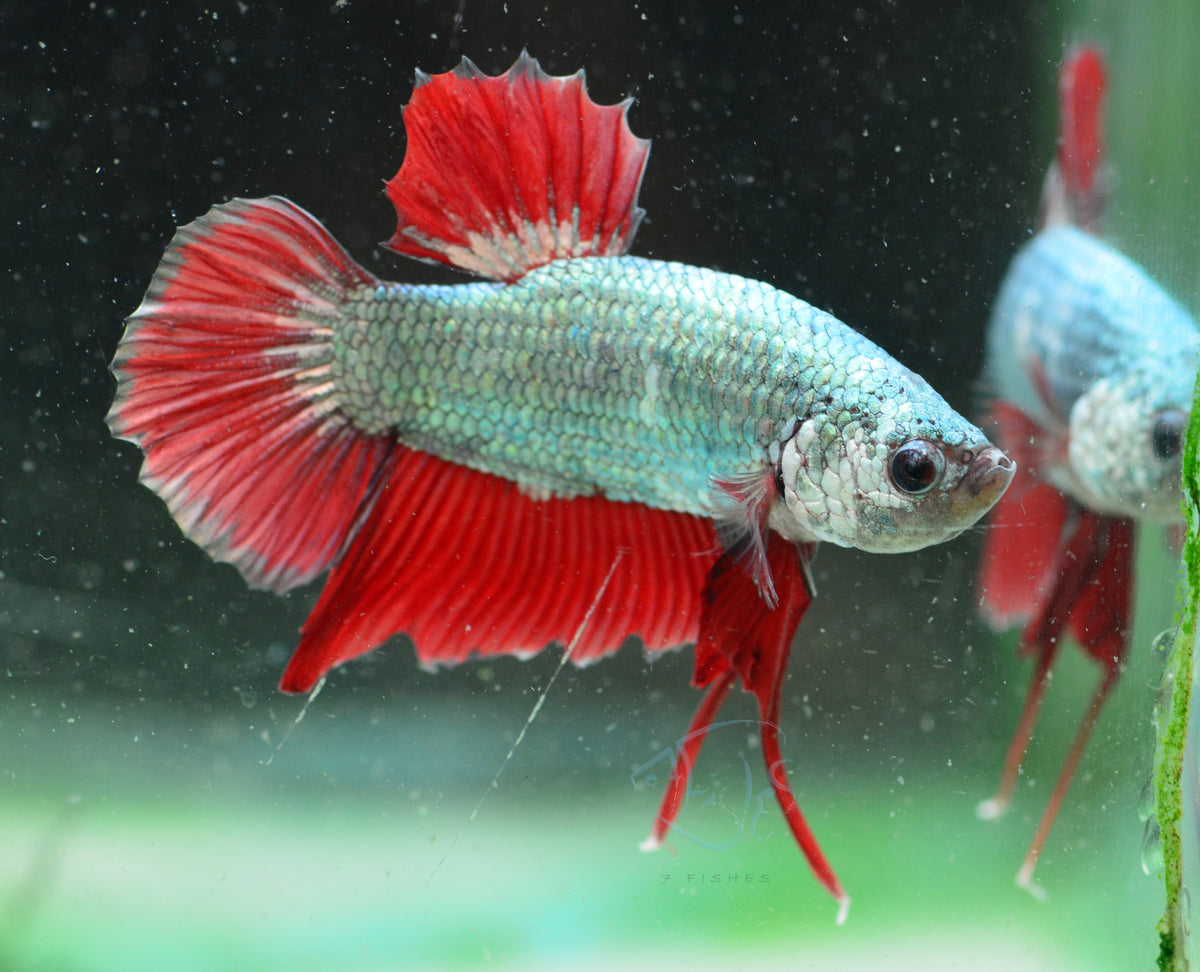 Copper Red HMPK Male