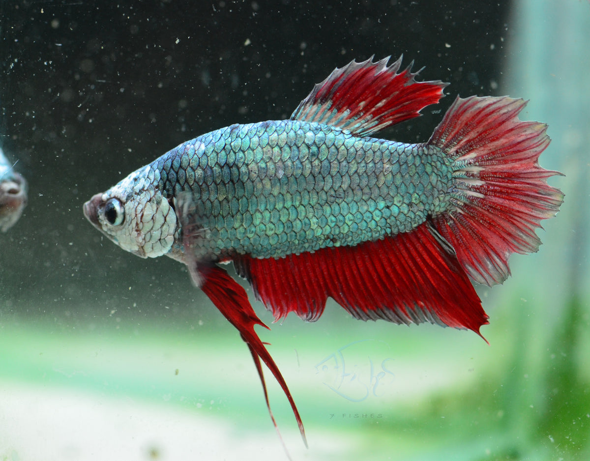 Copper Red HMPK Male