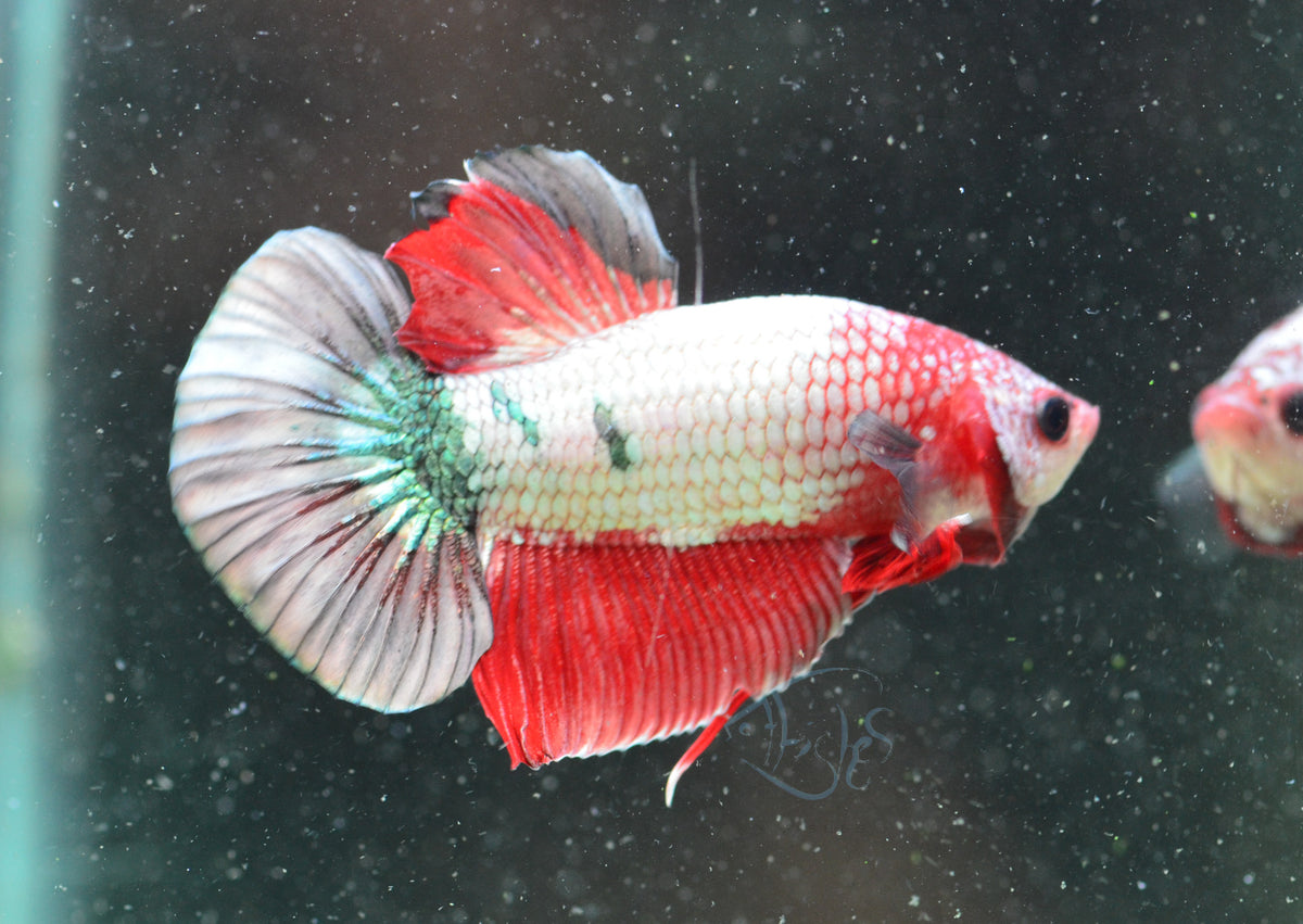Copper Fancy HMPK Male