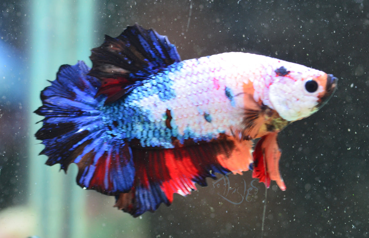 Fancy HMPK Male